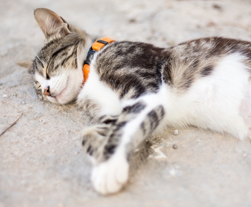 cute cat sleeping