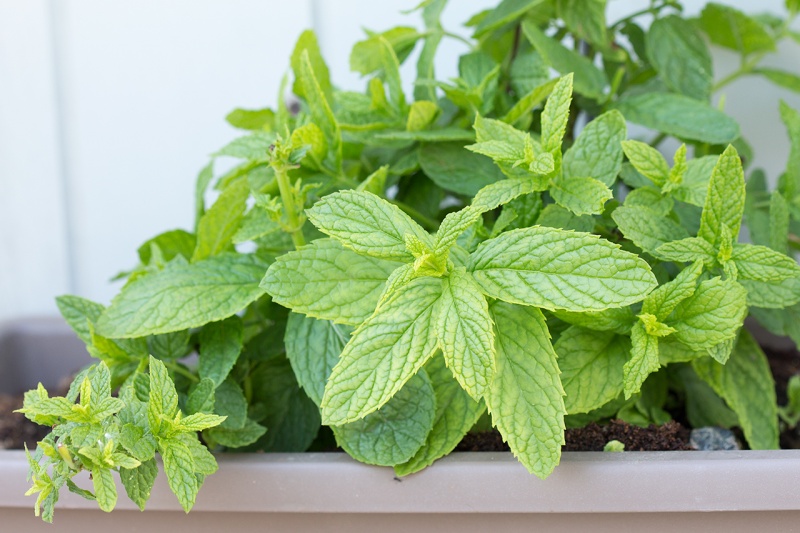 my homegrown mint