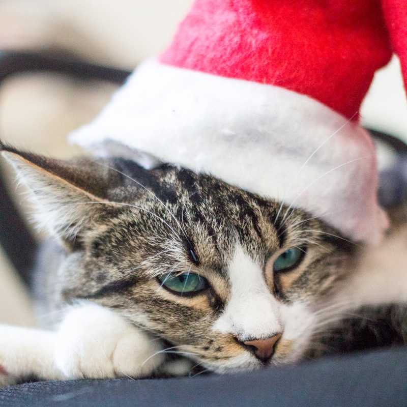 tina the cat in a santa hat
