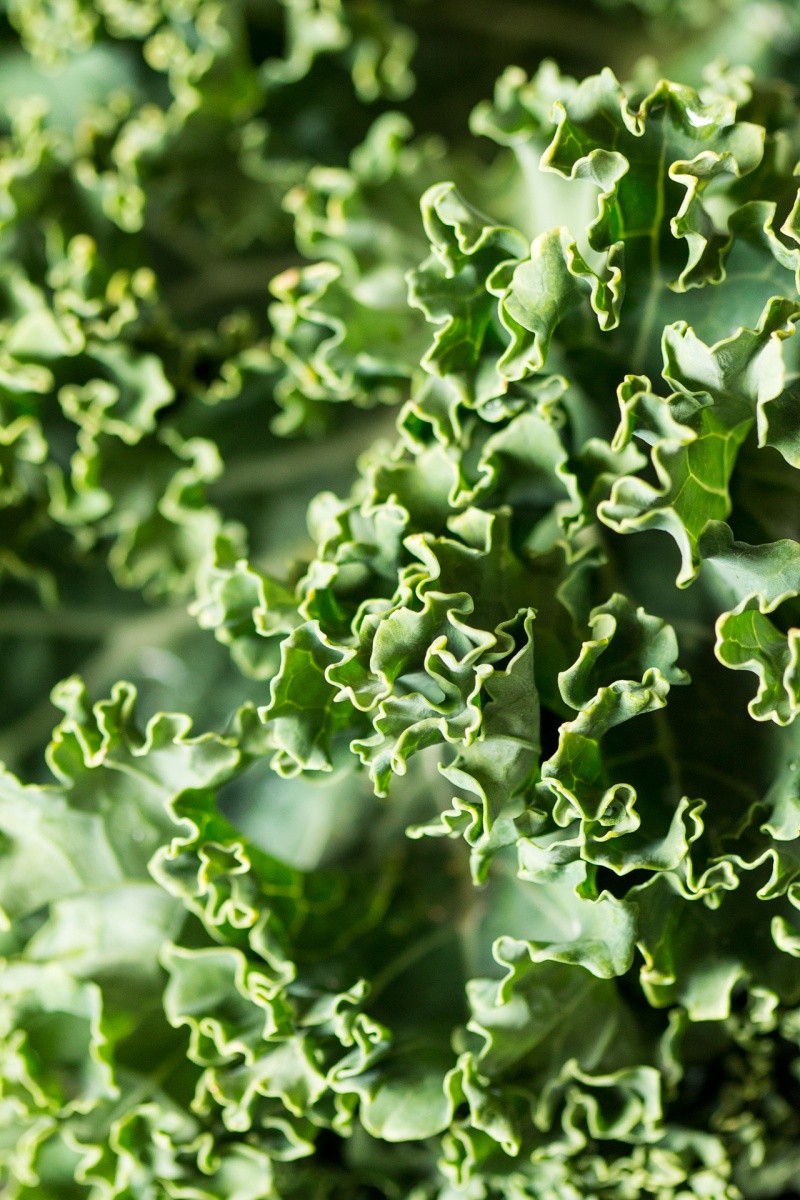 kale close up