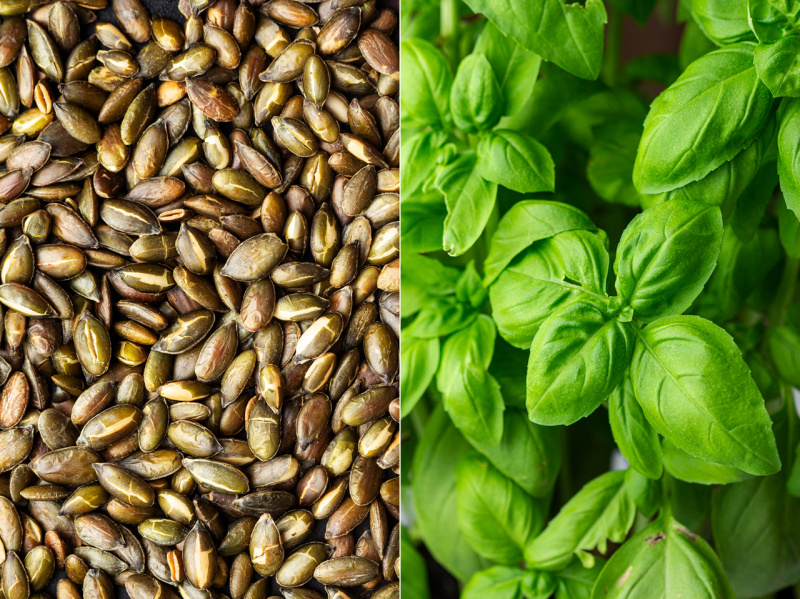 green bean pesto pasta pesto ingredients