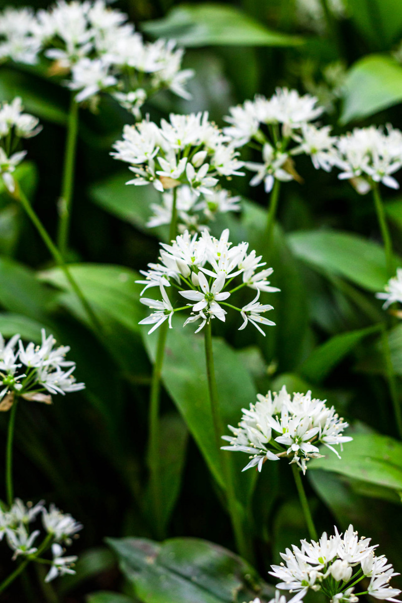 wild garlic chickpea stew flower