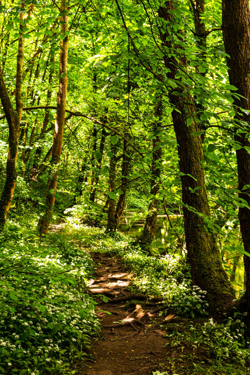 wild garlic chickpea stew spot